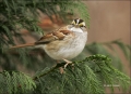 White-throated-Sparrow;Sparrow;Zonotrichia-albicollis;one-animal;close-up;color-